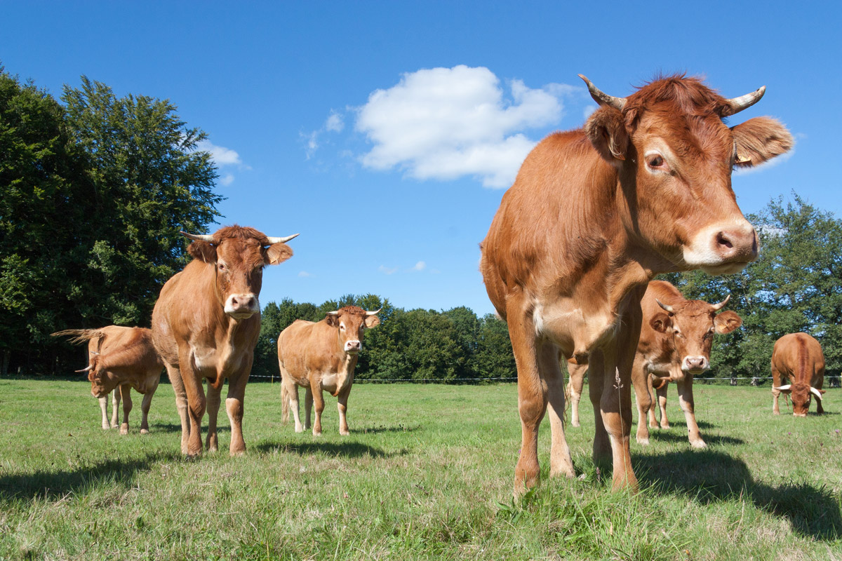A herd of brown cows in a green field under a blue sky.